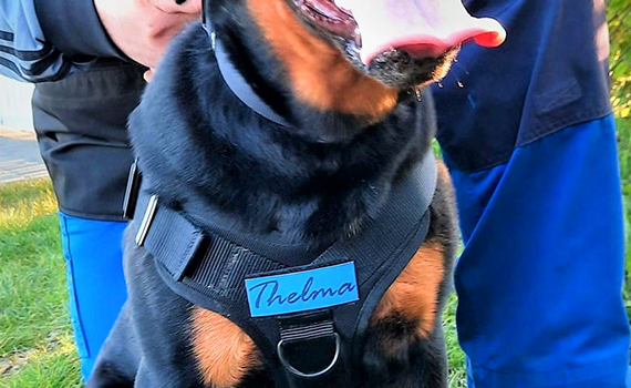 drukken print naam hond