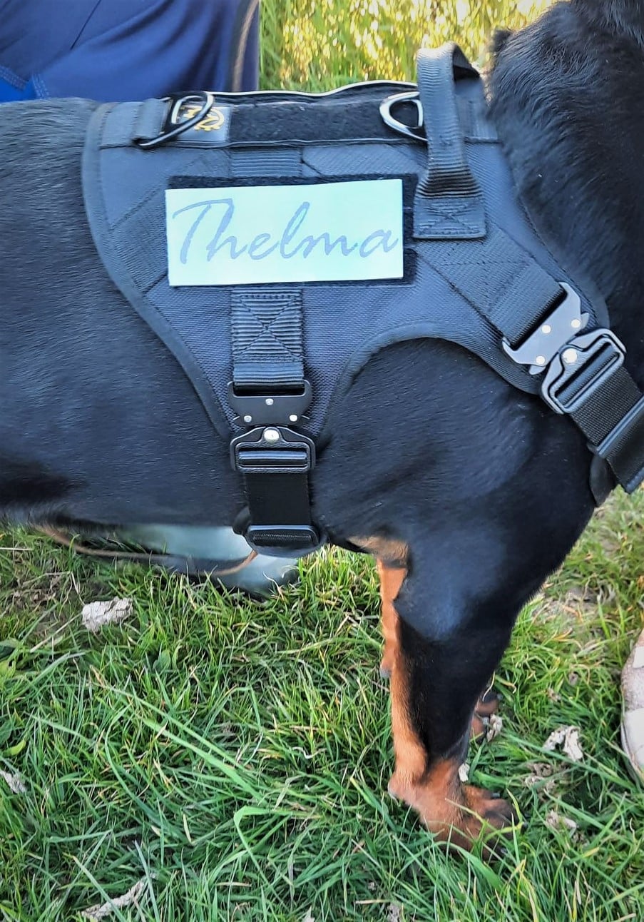 naam tag hond drukken